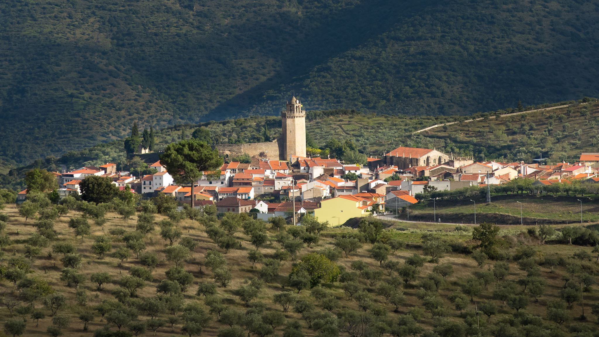 Freixo de Espada à Cinta